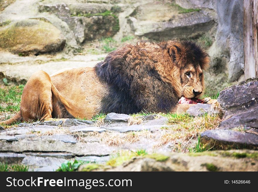 Lion Berber in feeding-time