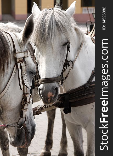 Horses portrait