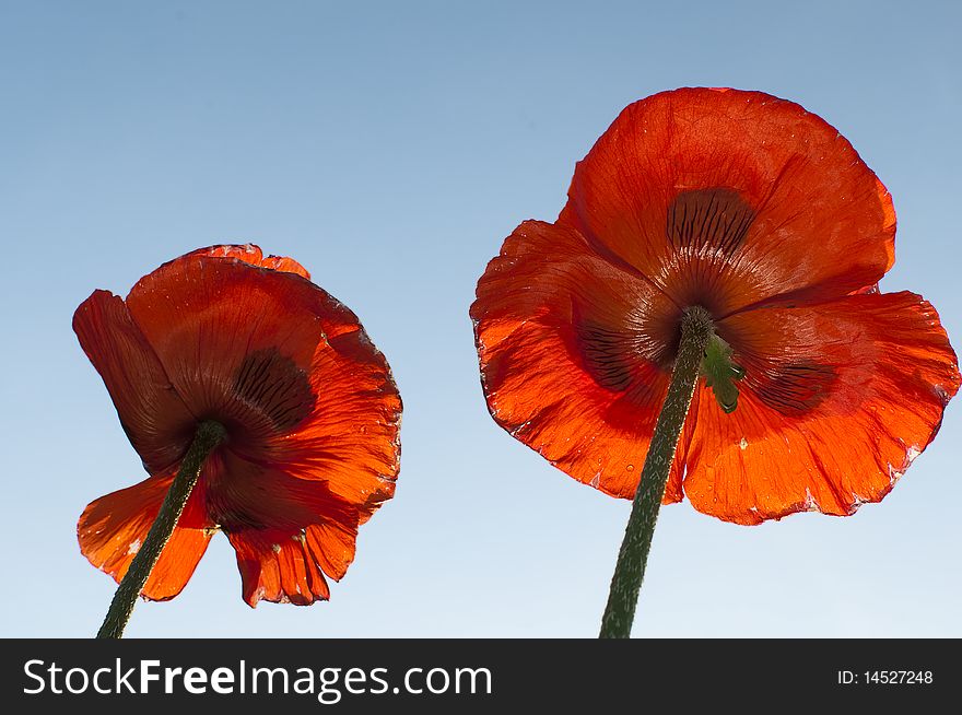 Poppies on a blue sky background