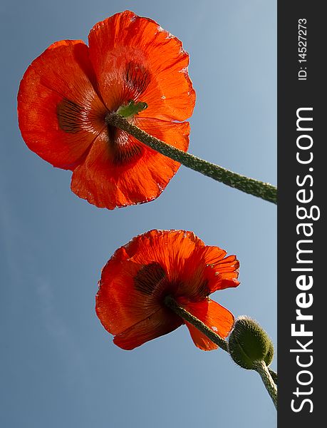 Poppies on a blue sky background