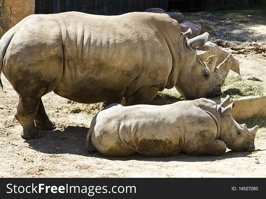 White Rhino (Ceratotherium Simum)