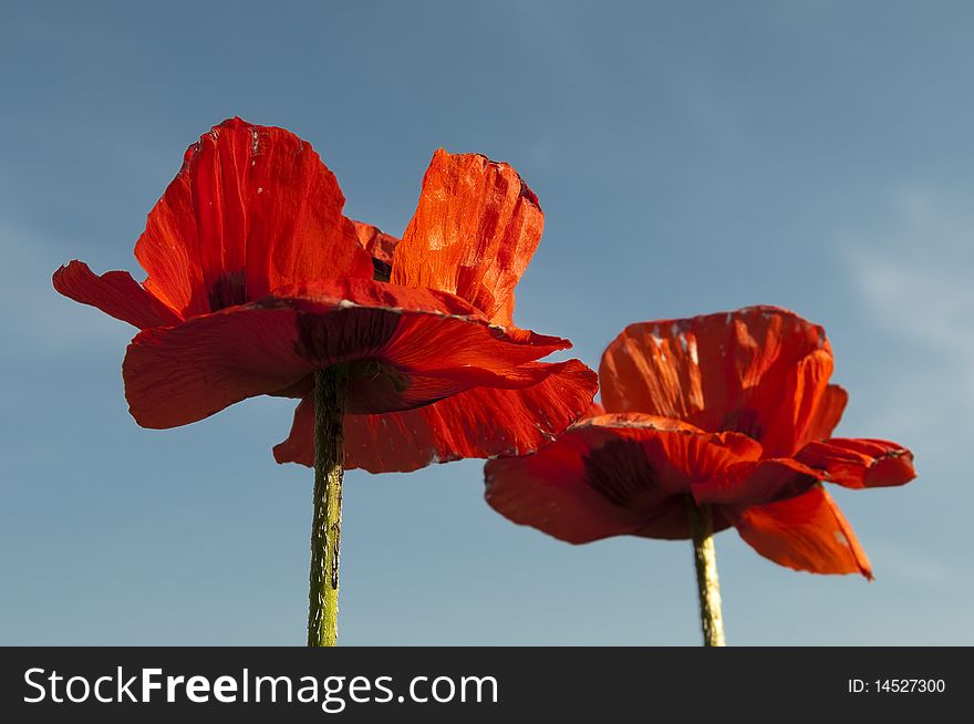 Poppies on a blue sky background