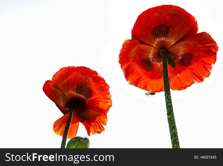 Poppies on a blue sky background