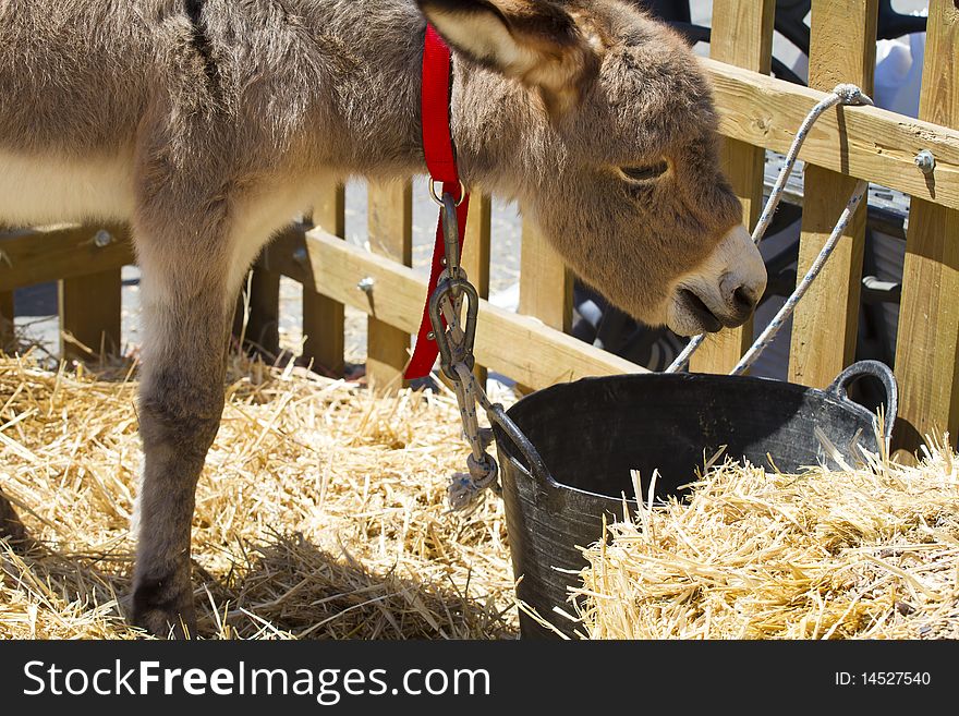 Farmland and  Donkey head portrait