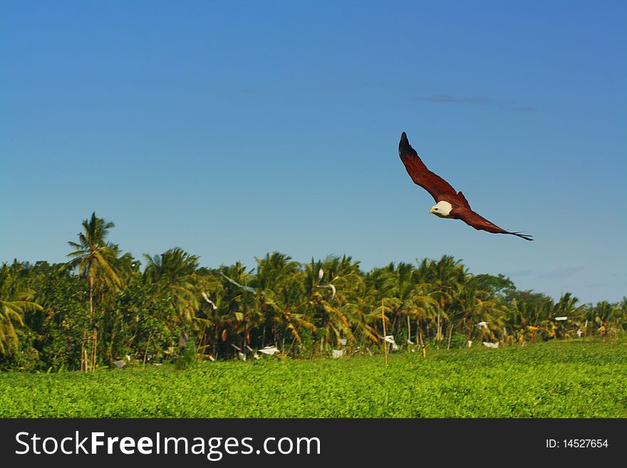 Flying bald eagle above the coconut palms and rice paddies in Ubud - Bali (Indonesia)