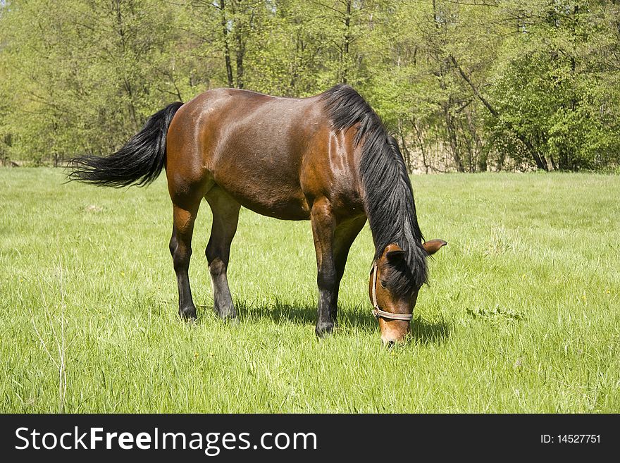 Brown horse grazing on the spring meadow