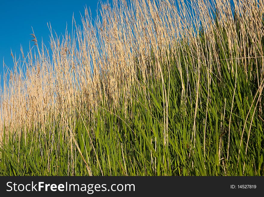 Long grasses on a coastal beach. Long grasses on a coastal beach