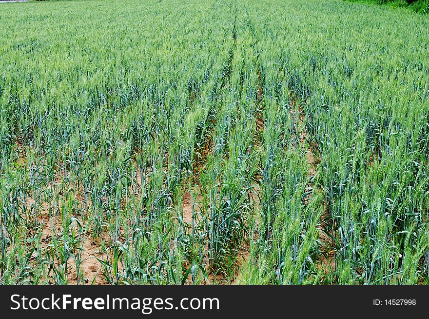 Rice field used to grow wheat，