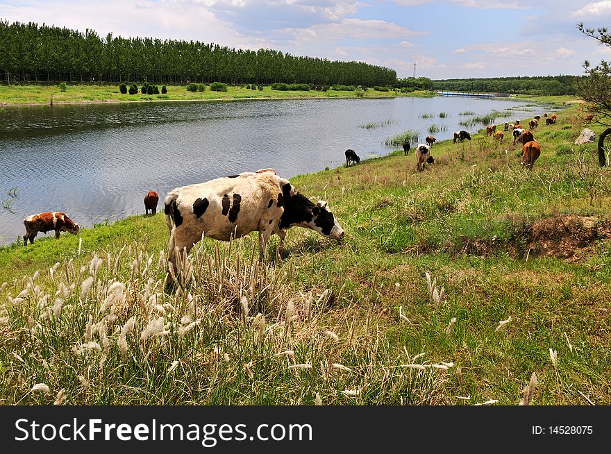 The river cattle grazing grass. The river cattle grazing grass.