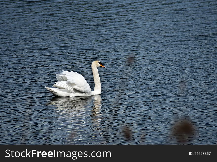 Lonely white swan on a lake