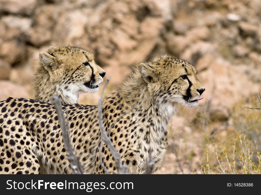 Two Cheetahs on the lookout for prey. Two Cheetahs on the lookout for prey