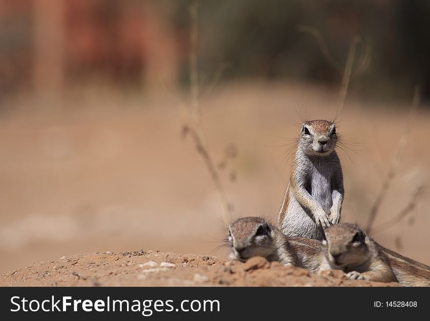 Three ground squirrels in the kalahari desert