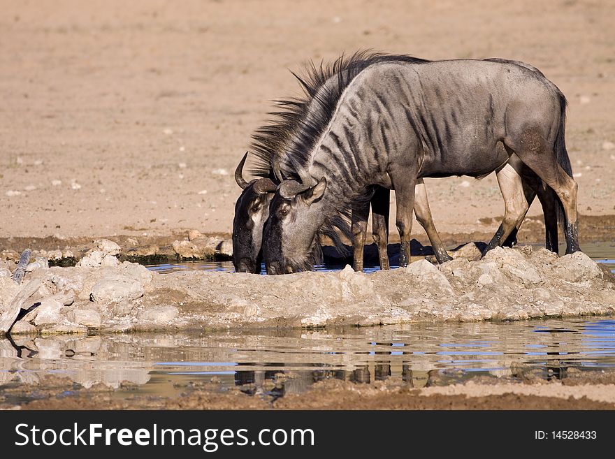 Blue wildebeest having a drink at a waterhole in Kgalagadi game reserve