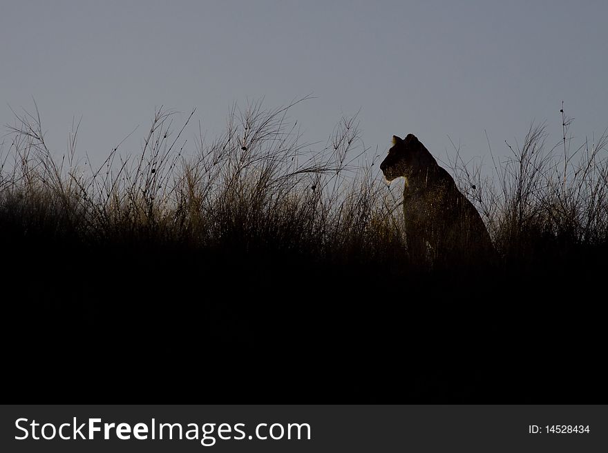 Rim light outlining a female lion, at sunrise. Rim light outlining a female lion, at sunrise