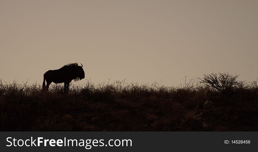 Silhouette of a blue wildebeest in the Kgalagadi game reserve. Silhouette of a blue wildebeest in the Kgalagadi game reserve