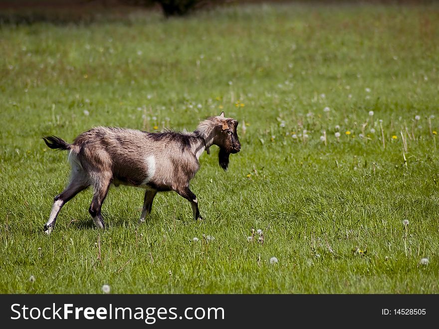 Goat on a green pasture