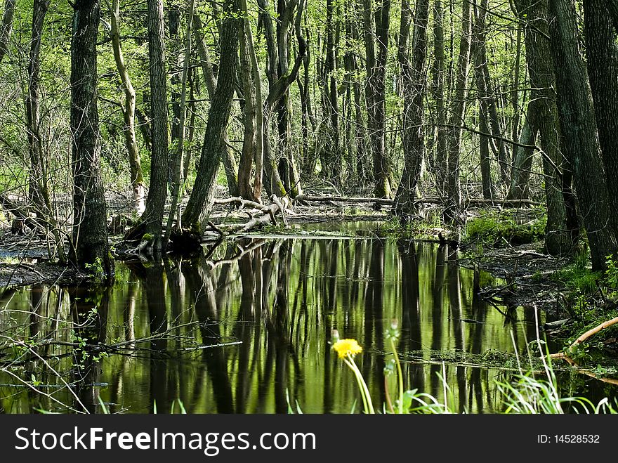 Small stream flows through alder forest. Small stream flows through alder forest