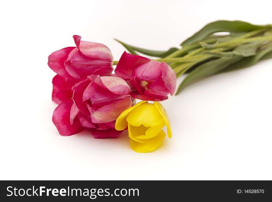 Bouquet of beautiful spring tulips on white background. Bouquet of beautiful spring tulips on white background
