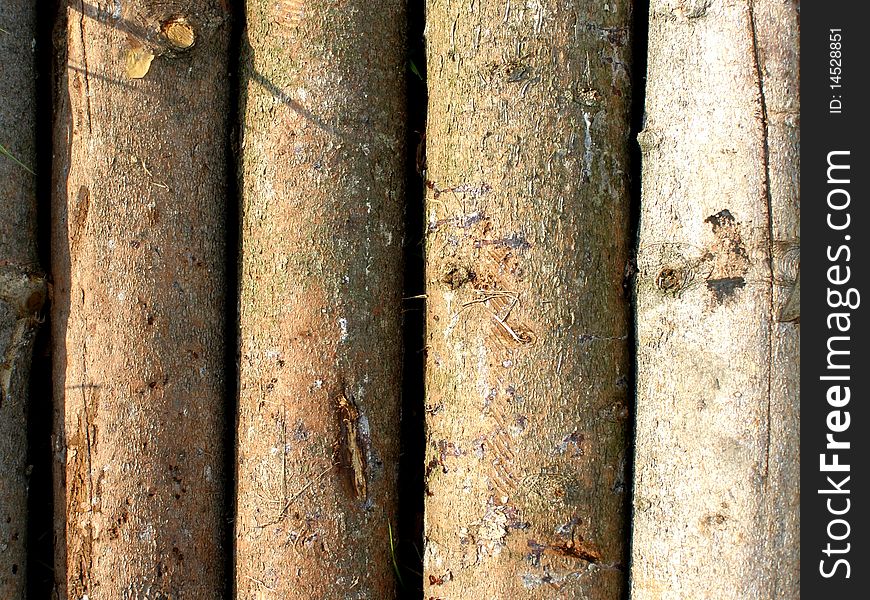 Detail photo texture of tree trunks background