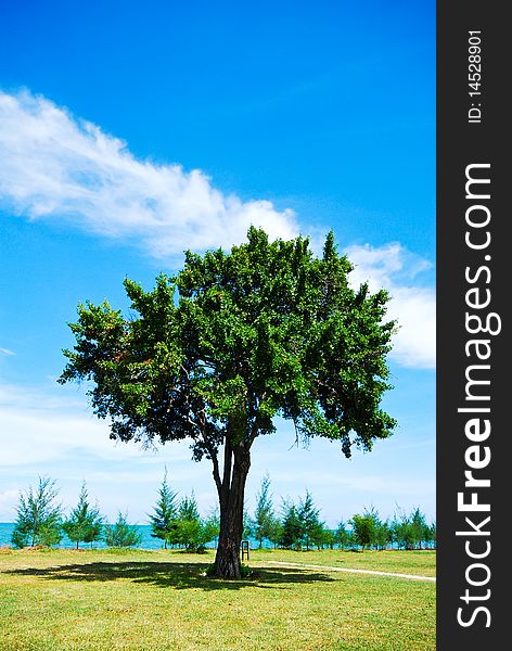Single Tree On Green Grass With Blue Sky