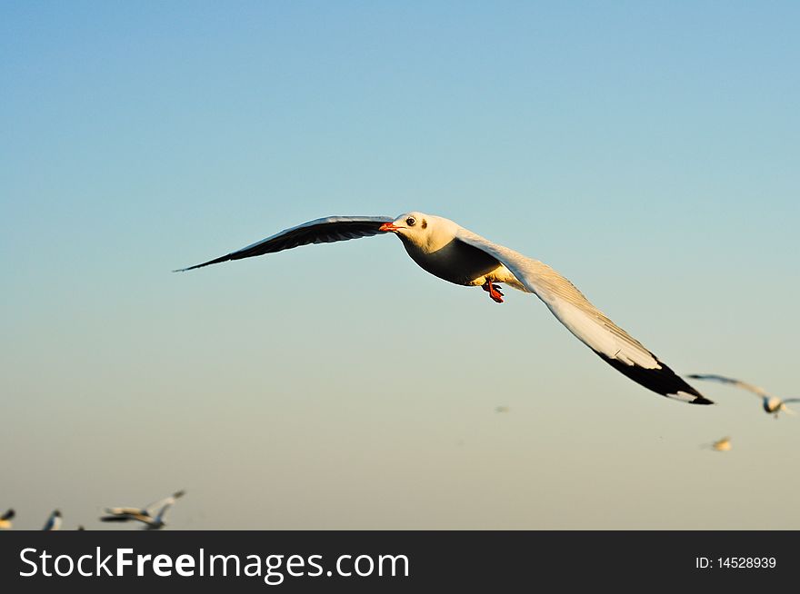 Flying seagull in blue sky