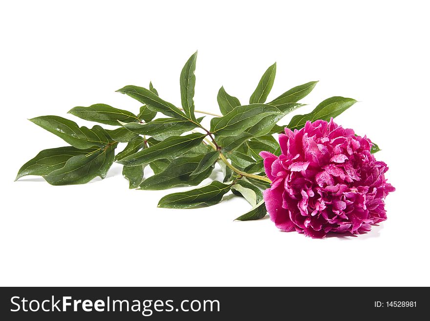 Pink Peony isolated on a white background