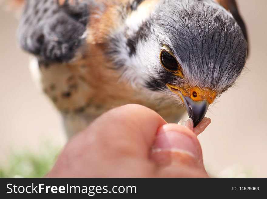 A small bird being fed raw white meat wish shallow depth of field. A small bird being fed raw white meat wish shallow depth of field