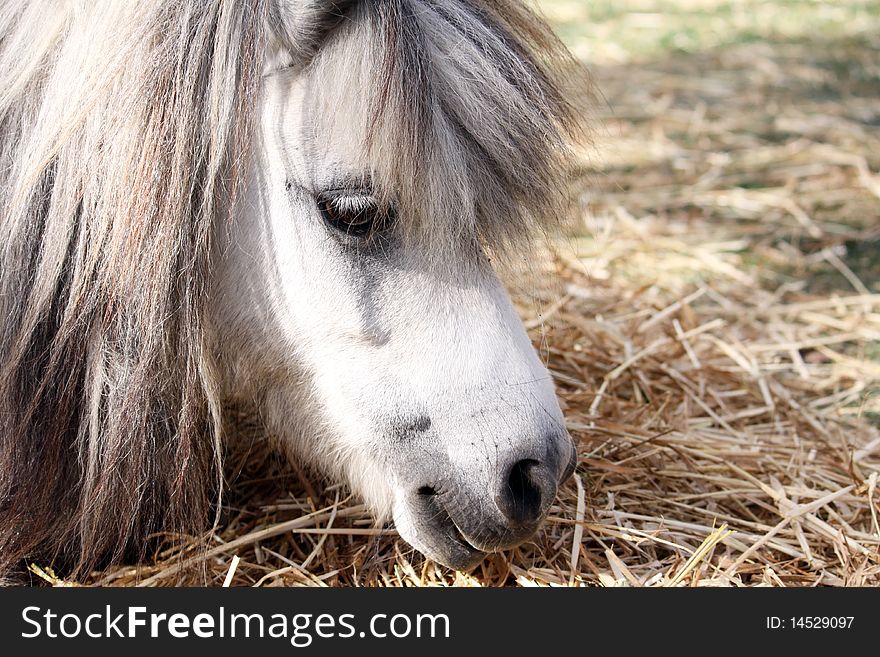 Portrait of a white and gray shetland pony resting. Portrait of a white and gray shetland pony resting