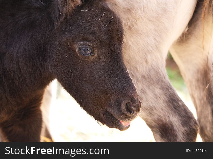 A young pony portrait next to a horse. A young pony portrait next to a horse