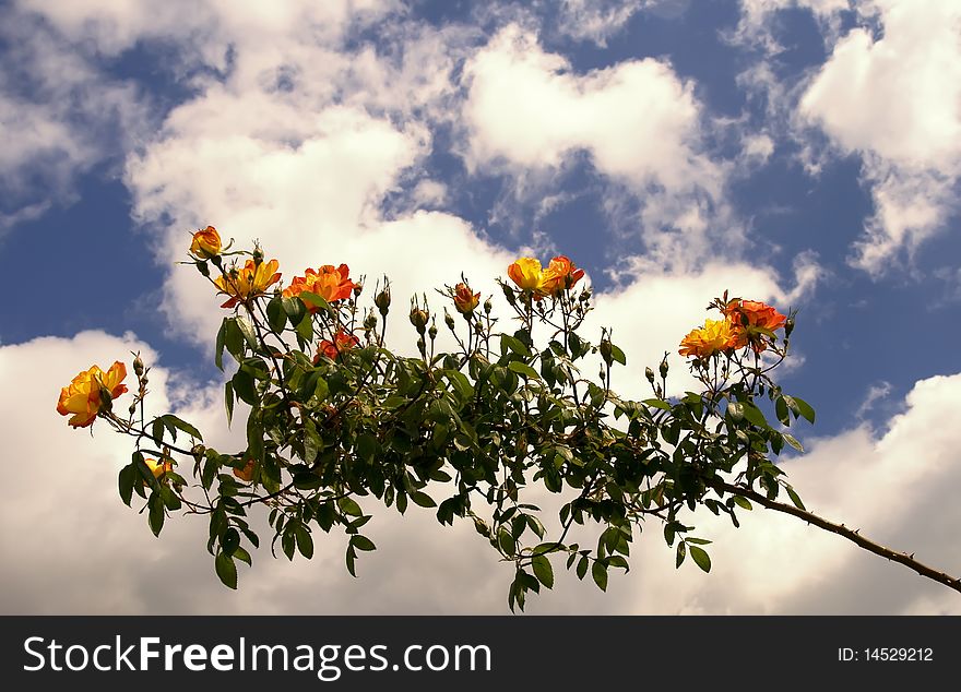 Branch Of Tree Of Rose On A Background Sky