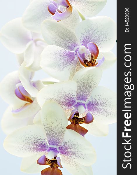 Colorful orchid isolated on white