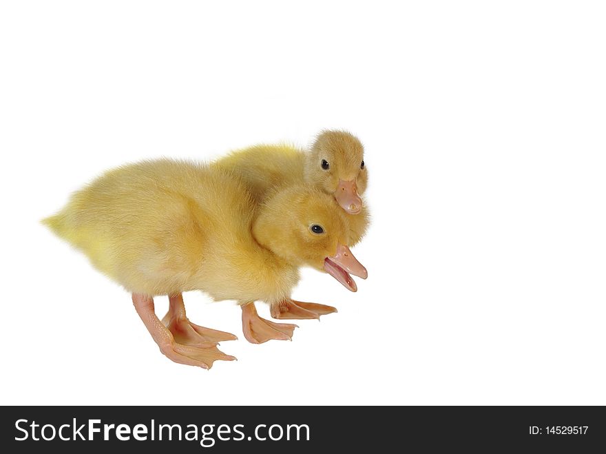 Two nestlings of duck on white background