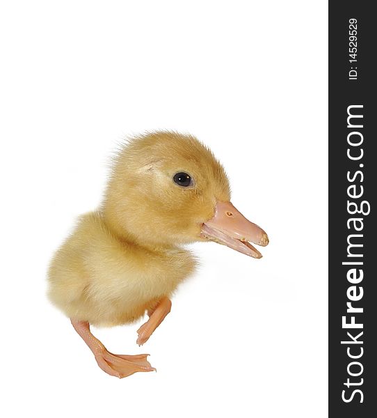 Small yellow duck on white background. Small yellow duck on white background