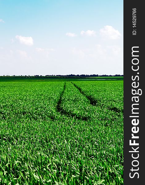 The field with grain crops on which is visible traces from the cars intended for care by a field. The field with grain crops on which is visible traces from the cars intended for care by a field