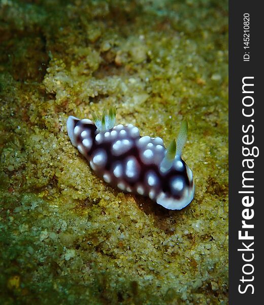 Closeup and macro shot of nudibranch Chromodorididae during leisure dive underwater diving in Sabah, Borneo.