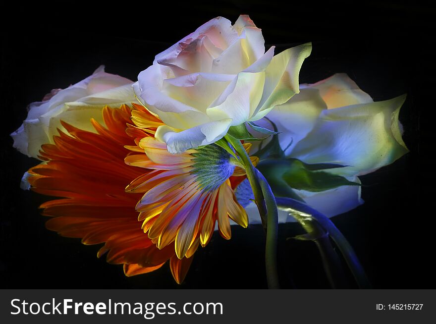 Orange gerbera, white rose and their reflections, painted with light on a black background