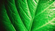 Soft Focus Green Leaf Pattern Abstract Nature  Background Stock Photography