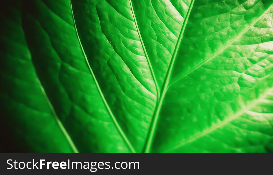 Soft focus green leaf pattern abstract nature  background