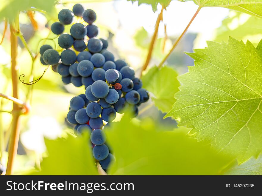 Bunch of ripe red grapes on the vine in ligths of sun.