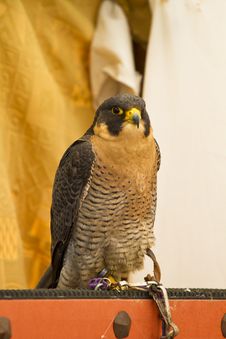 Peregrine, Falcon Royalty Free Stock Photo Peregrine, Falcon Royalty Free Stock Photo