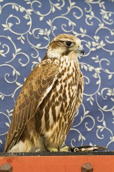 Peregrine, Falcon Royalty Free Stock Image Peregrine, Falcon Royalty Free Stock Image