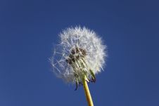 Dandelion Stock Photography Dandelion Stock Photography