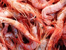 Fresh Shrimps Closeup Background Stock Images
