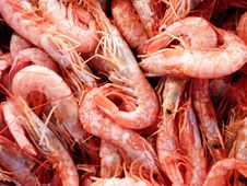 Fresh Shrimps Closeup Background Stock Image