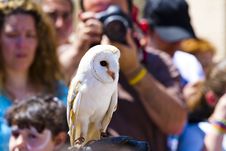 Screech Owl Royalty Free Stock Images Screech Owl Royalty Free Stock Images