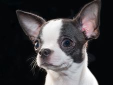 White With Black Chihuahua Puppy Portrait On Black Stock Photo White With Black Chihuahua Puppy Portrait On Black Stock Photo
