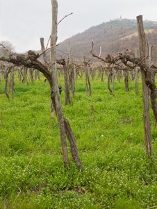 Winter Vines Stock Image Winter Vines Stock Image