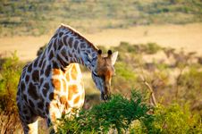 Giraffe Feeding On Acacia Bush Stock Photography Giraffe Feeding On Acacia Bush Stock Photography