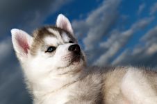 Siberian Husky Dog Puppy Royalty Free Stock Photos