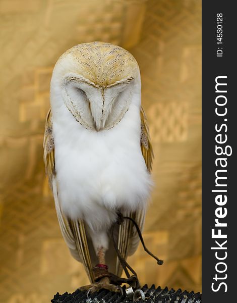 Owl portrait, white little bird